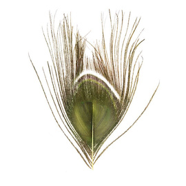 BG Paw-Quill