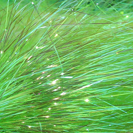 Sybai Saltwater Angel Hair