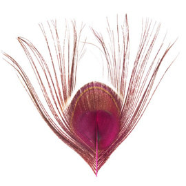 BG Paw-Quill