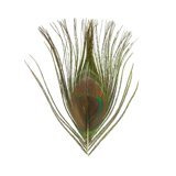 BG Paw-Quill