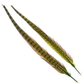 Wapsi 1 Pair Ringneck Tail Feathers 