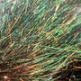 Brown Peacock