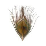 BG Paw-Quill