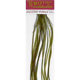 Whiting 100 Packs