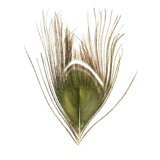 BG Paw-Quill