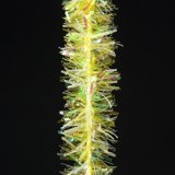 Hends Luminous Chenille 6mm