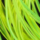 Hends Body Glass Half Round Micro