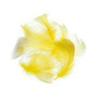 04 Light Yellow