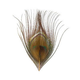BG Paw-Quill