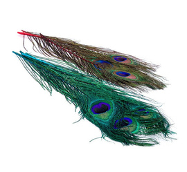 Veniard Peacock Eeye Top