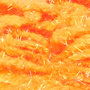 Competition Sunburst