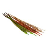 BG Ogon Koguta Bażanta