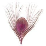 BG Paw-Quill