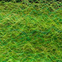 9035 Green Olive - FFS