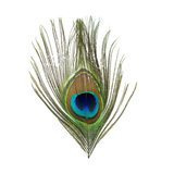 BG Paw-Quill