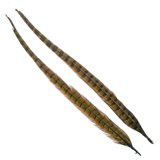 Wapsi 1 Pair Ringneck Tail Feathers 