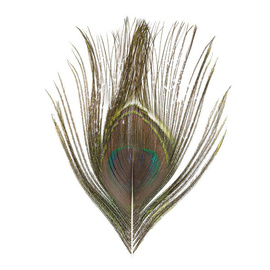 BG Paw Pióro Ogonowe