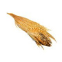 Barred  Ginger