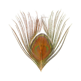 BG Paw-Quill