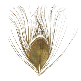 BG Paw-Quill
