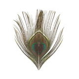 Veniard Peacock Eeye Top