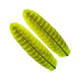 TQQ509 Fluo Chartreuse