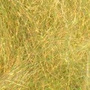 Yellow Olive