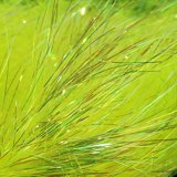 Sybai Saltwater Angel Hair