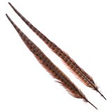 Wapsi 1 Pair Ringneck Tail Feathers 